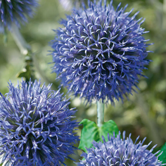 Globe Thistle Echinops Ritro Flower Bulbs