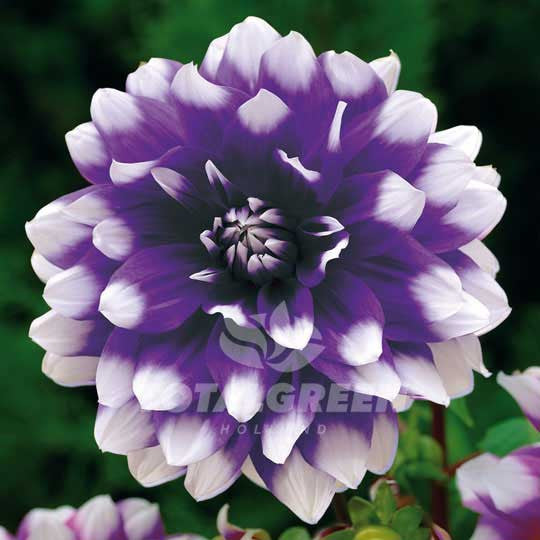 Dinnerplate Dahlia Edinburgh Flower Bulbs