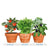 Kitchen Trio Grow Kit Tomato - Cilantro - Eggplant