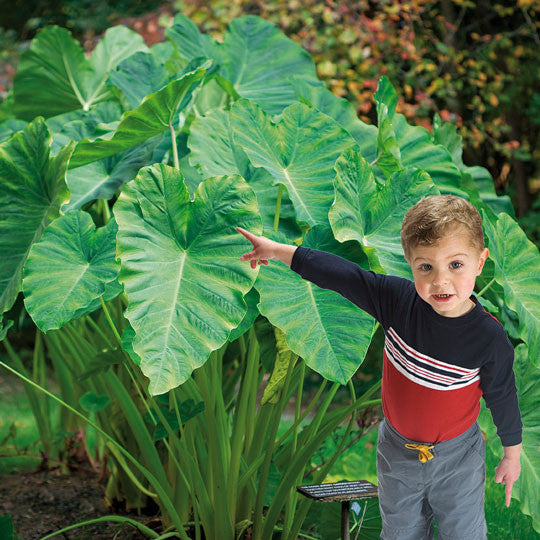 depth to plant elephant ear bulbs Elephant Ears