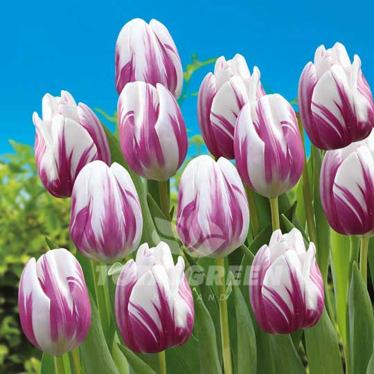 Tulips Triumph Flaming Flag TotalGreen Holland - Flower Bulbs