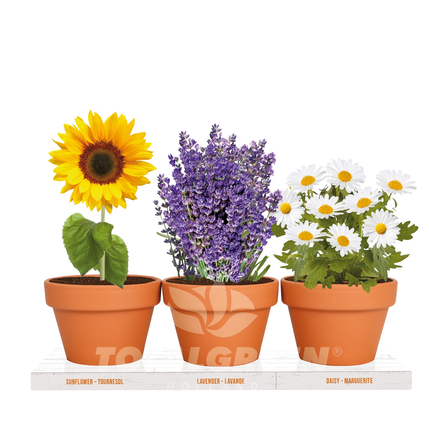 daisy flower plant in pot Flower Trio Grow Kit Sunflower - Lavender - Daisy