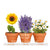 Flower Trio Grow Kit Sunflower - Lavender - Daisy