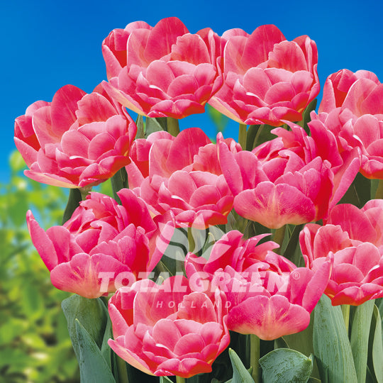 Tulips Double Late Pink TotalGreen Holland - Flower Bulbs