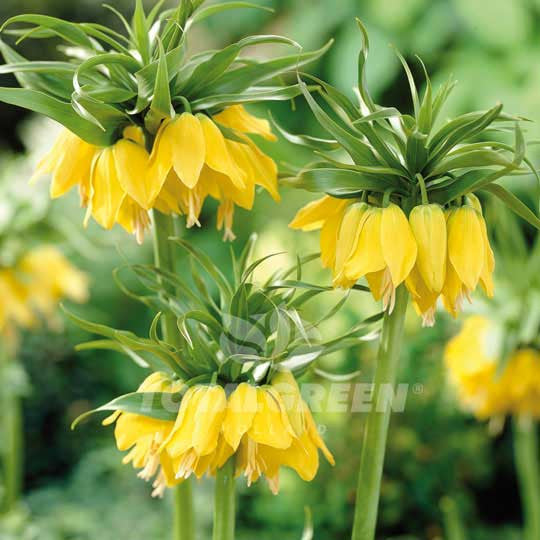 Fritillaria Imperialis Lutea