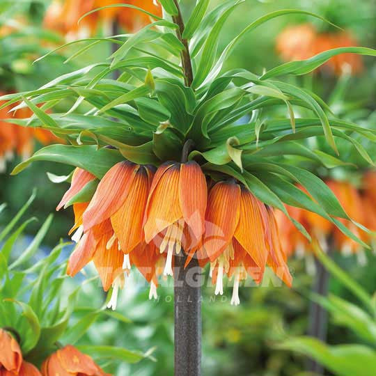 Fritillaria Imperialis Rubra