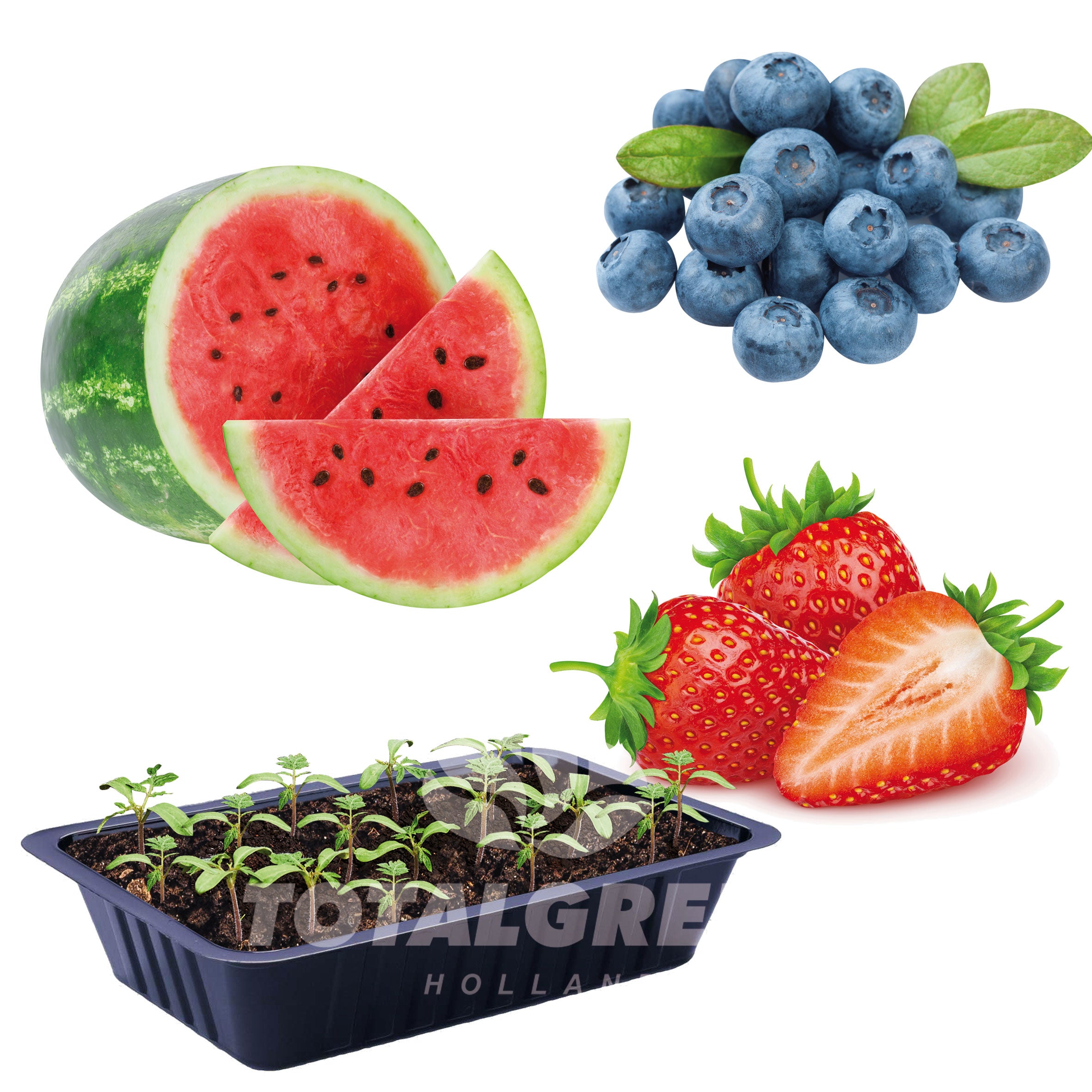 Seed Kits Vegetables - Information
