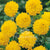 Dahlias Gallery Yellow Flower Bulbs