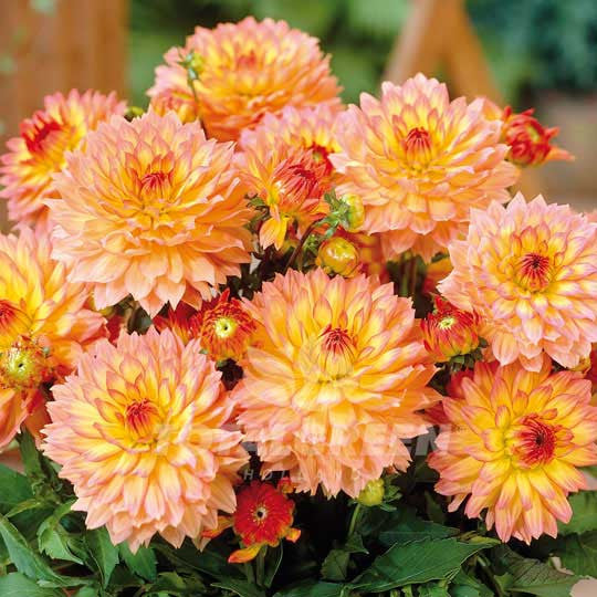 Dahlias Gallery Yellow-Orange Flower Bulbs