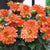 Dahlias Gallery Orange Flower Bulbs