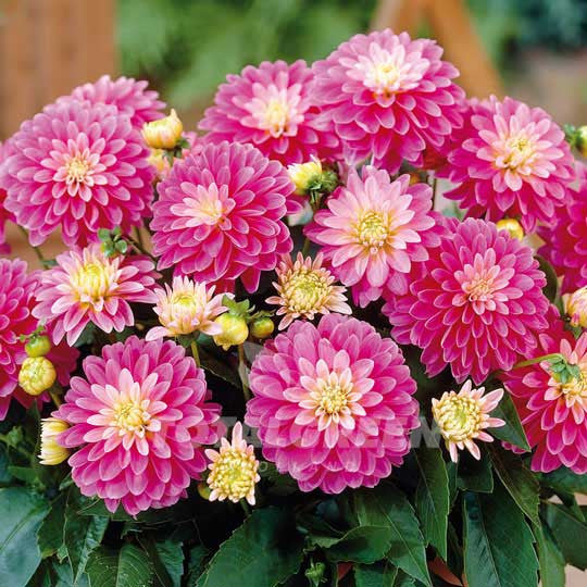 Dahlias Gallery Pink Flower Bulbs
