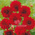 Dahlias Gallery Red Flower Bulbs