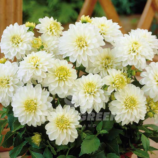 Dahlias Gallery White Flower Bulbs