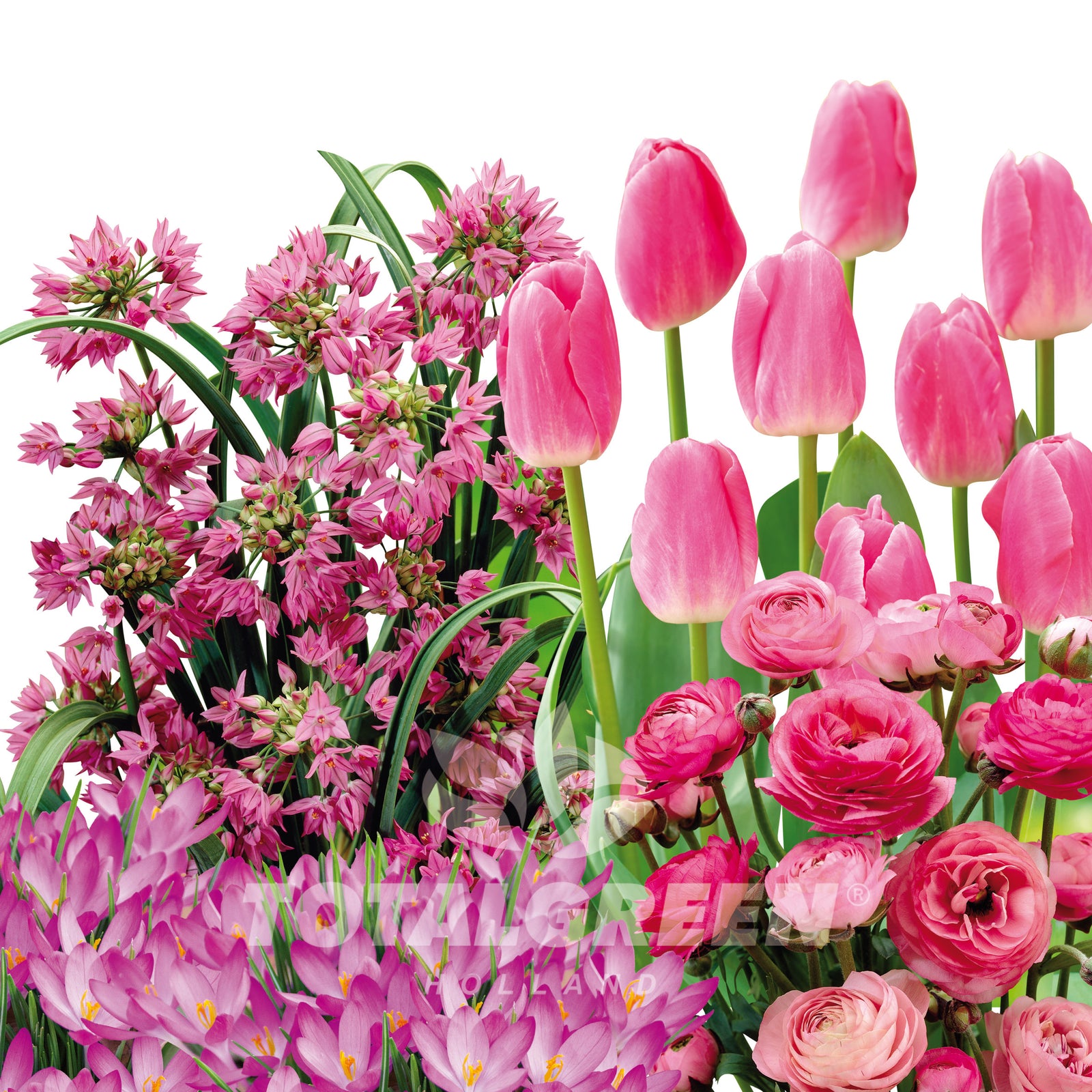 Garden Diamonds Spring Flowering