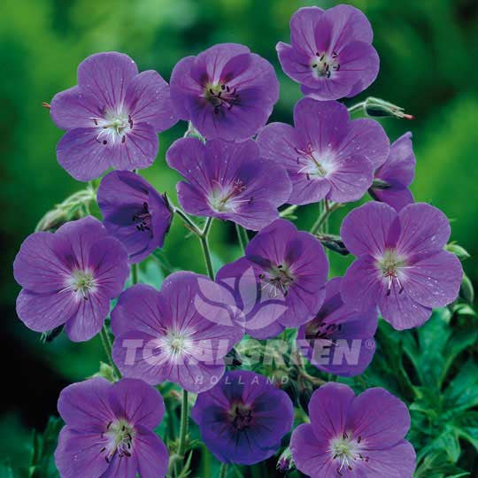 Cranesbill Geranium Purple Flower Bulbs