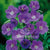 Cranesbill Geranium Purple Flower Bulbs