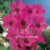 Cranesbill Geranium Pink Flower Bulbs
