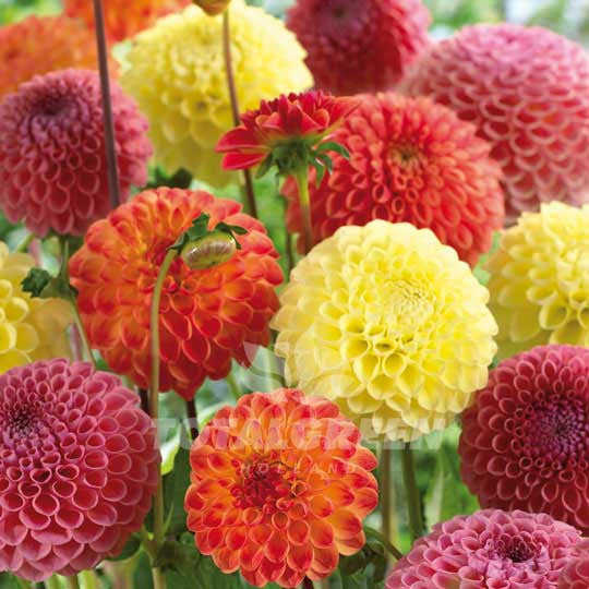 Dahlias Giant Mixed Orange Flower Bulbs