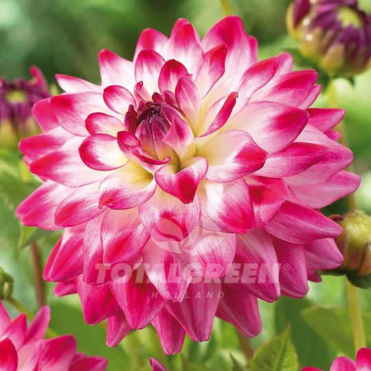 Dahlias Giant Pink-White Flower Bulbs