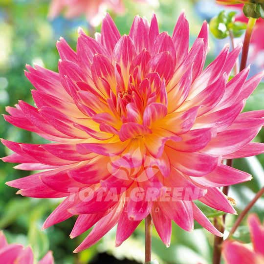 Dahlias - TotalGreen Holland