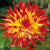 Dahlias Giant Red-Yellow Flower Bulbs