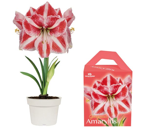 gift-box-and-amaryllis-stripe-