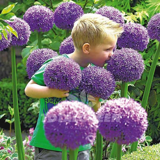 Alliums Gladiator Flower Bulbs