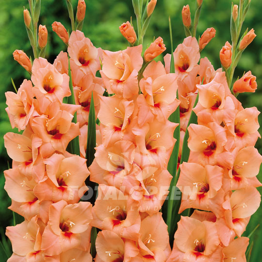 Orange Gladioli