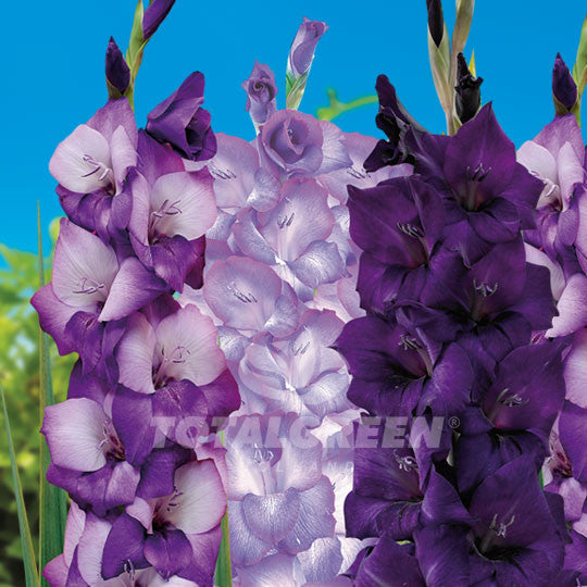 Gladioli Blue Mix