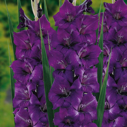 Gladioli Blue Flower Bulbs