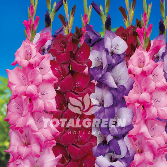 Gladioli Purple Pink Mixed