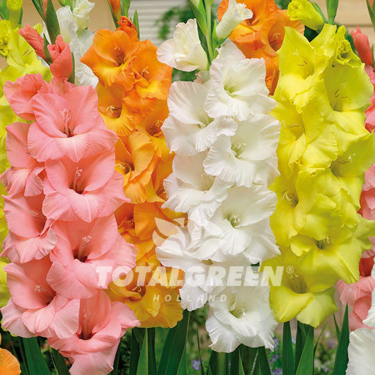 Gladioli Pastel Mixed