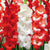 Gladioli Red White Mixed