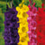 Gladioli Mixed Flower Bulbs