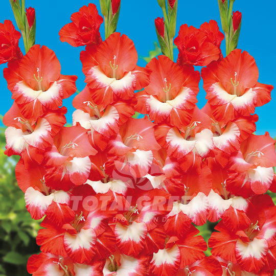 Gladioli Red White