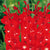 Red Gladioli Flower Bulbs
