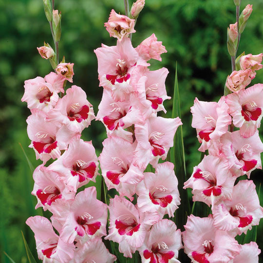 Gladioli Wine and Roses Flower Bulbs