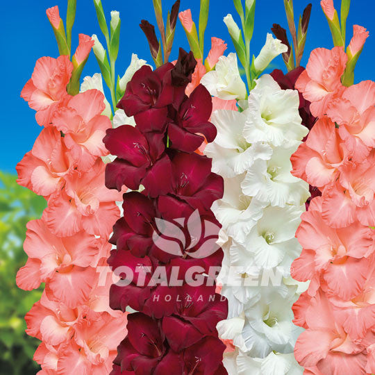 Gladioli Dark Red Salmon White Mixed