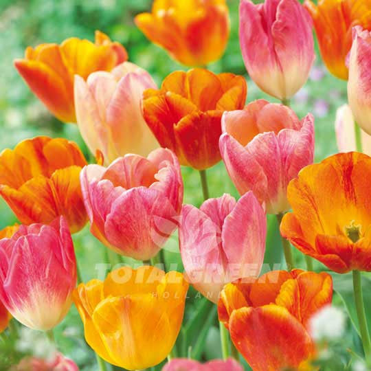 TOTALGREEN Bulbes de tulipe Total Green Holland(MD), couleurs variées  72736000-5