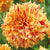 Dahlias Gloriosa Flower Bulbs