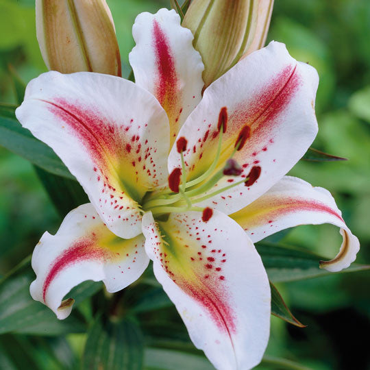 Hardy Lilies Arena