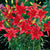 Hardy Lilies Red Asiatic Flower Bulbs