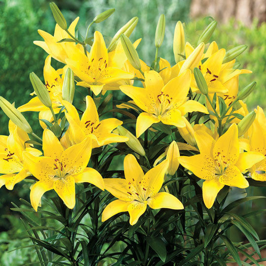 Hardy Lilies Yellow Asiatic Flower Bulbs