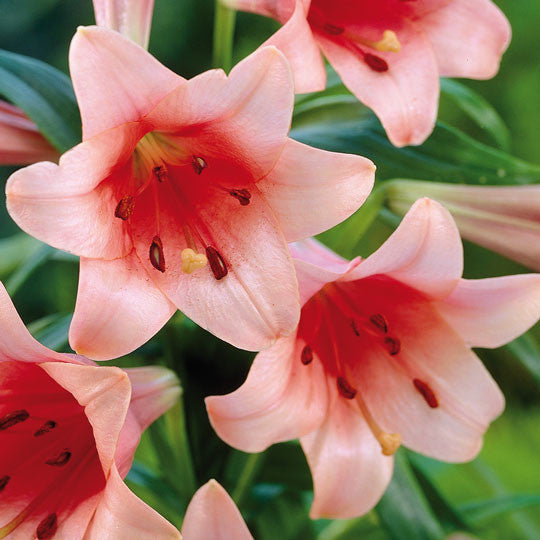 casa lily flower Hardy Lilies Casa Rosa