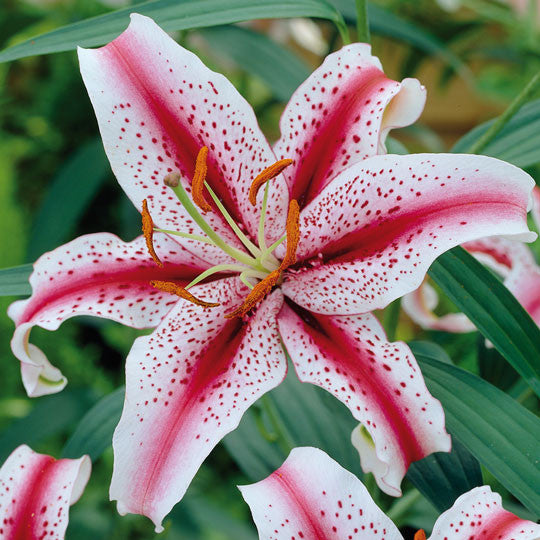 Lily Stargazer 4CT | Meijer
