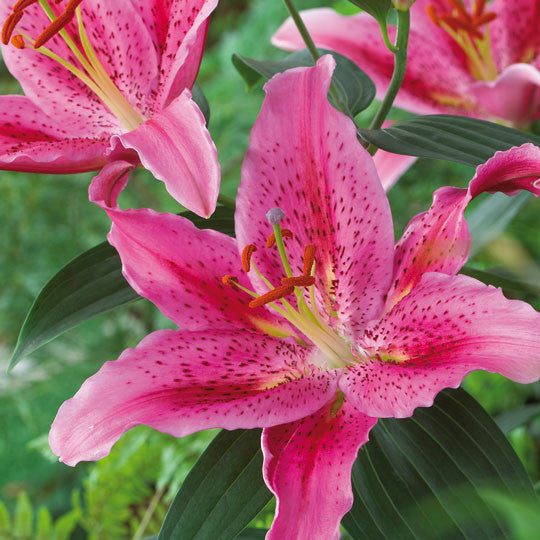 Hardy Lilies Dynamite Flower Bulbs