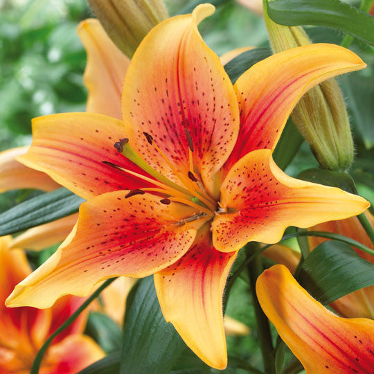lily flower crown Hardy Lilies First Crown - Planting Information