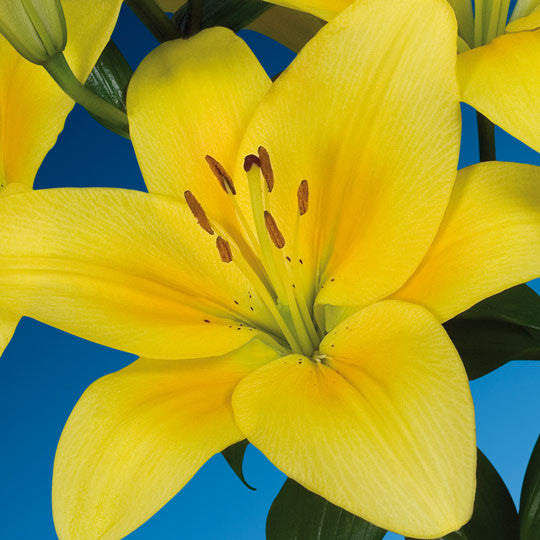 Hardy Lilies La Hybride Yellow Flower Bulbs
