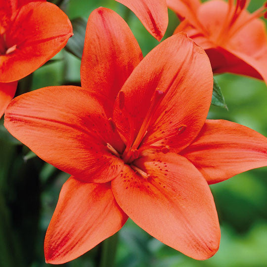 Hardy Lilies Iberflora Flower Bulbs