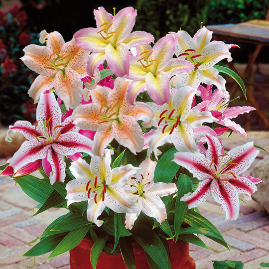 Hardy Lilies Mixed Flower Bulbs